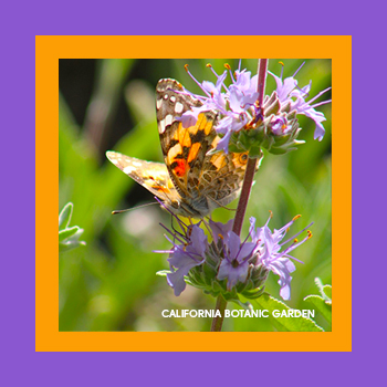 California Botanic Garden